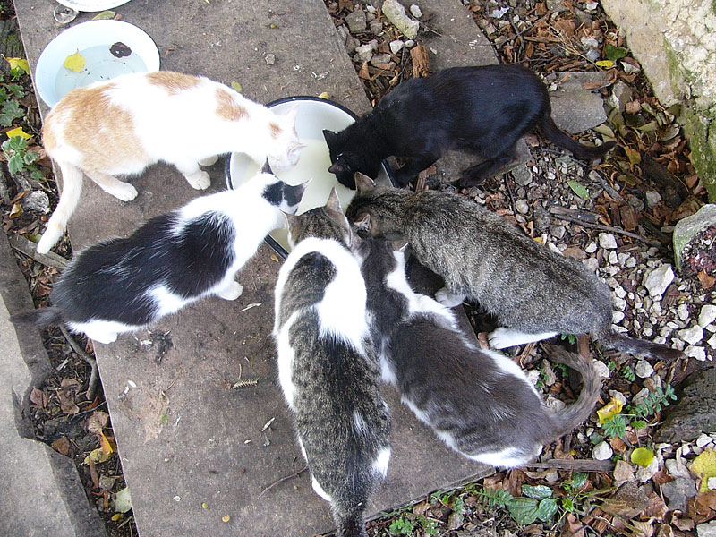 Барятино: Монастырские кошки